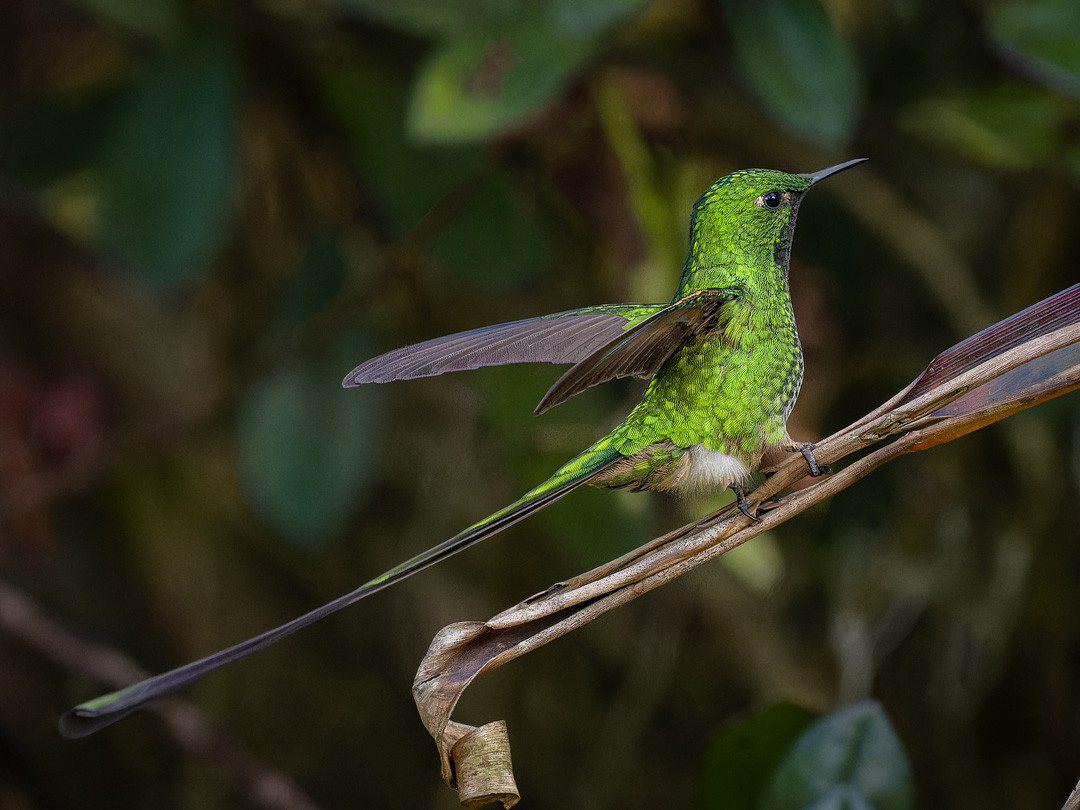 image Black-tailed Trainbearer